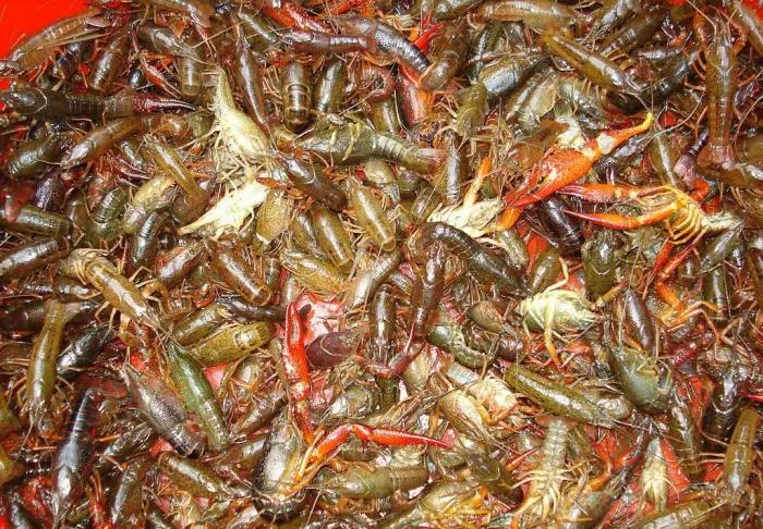 农村养殖一年赚20万的项目,赚钱最快的农村养殖项目