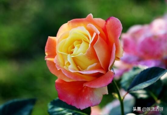 中国月季红色浓香,13种中国红月季让你美个爆