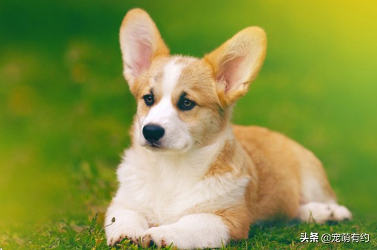 田园犬和博美柯基,柯基幼犬和博美幼犬怎么选