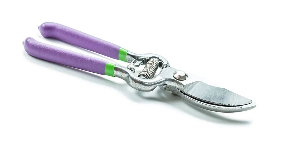 美人蕉有什么特别,美人蕉的十大特点