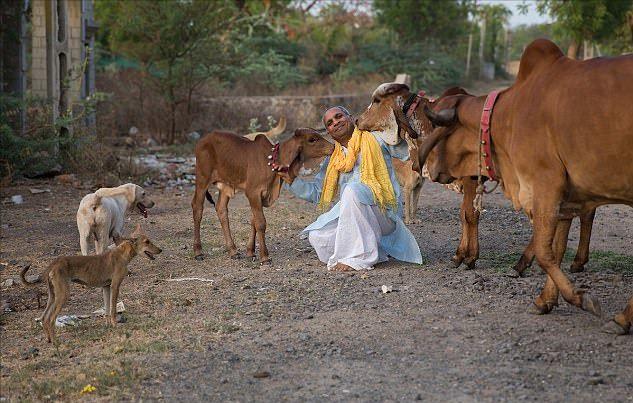 “印度牛人”帕萨纳：44岁富豪抛妻弃子，只为把心爱的母牛娶回家