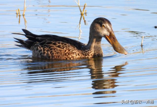 鸭人工授精后的第一个受精蛋,鸭人工授精的方法