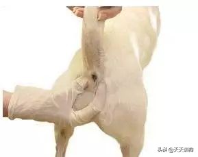 狗狗刚洗完澡还是有体味怎么办,打完疫苗第一针狗狗突然体味很重