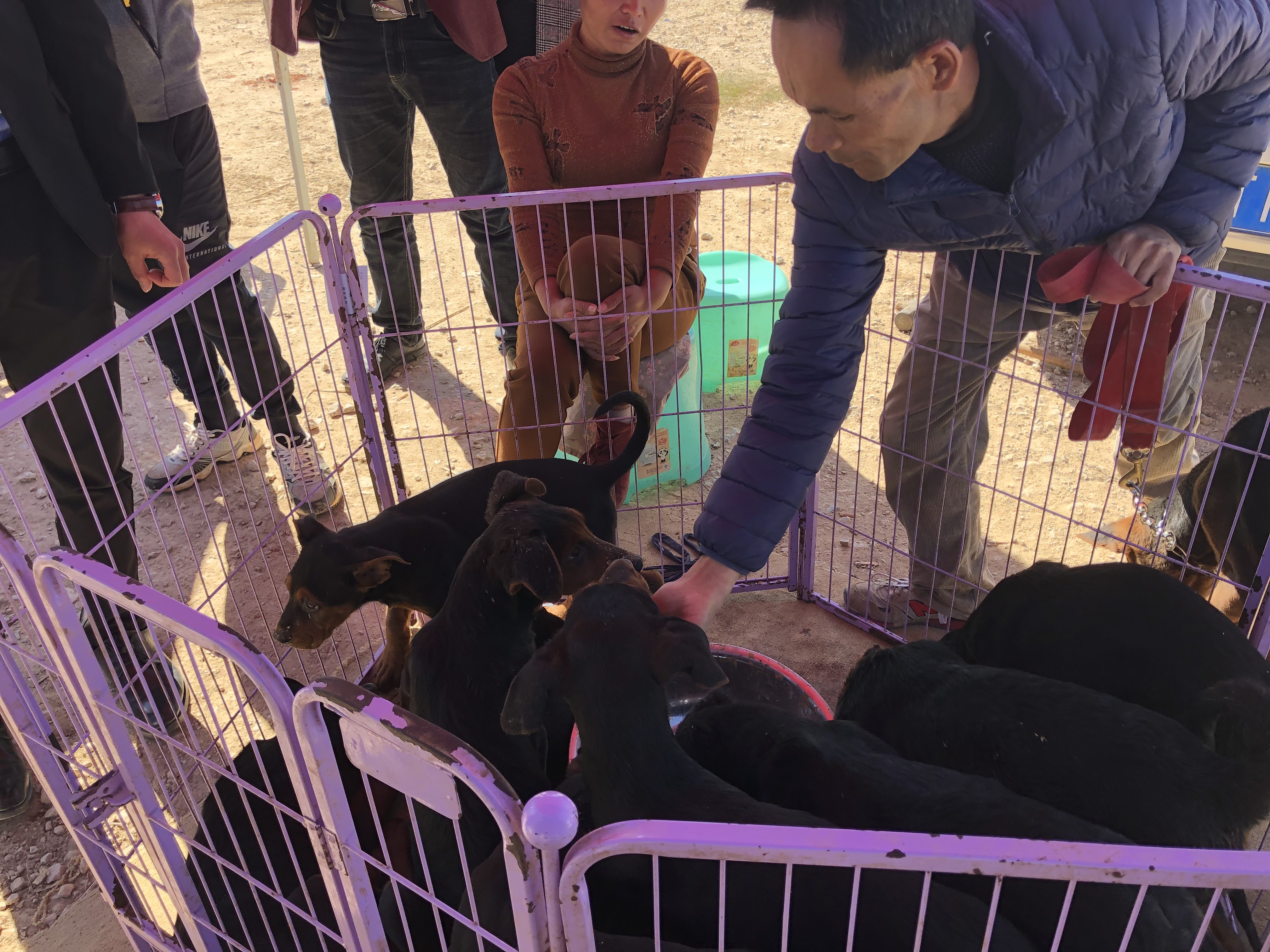 所有狗市卖巨型莱州红犬视频,狗市上的莱州红犬