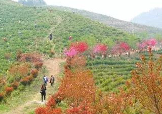 返乡创业助力家乡实体经济发展,商城县返乡创业补贴