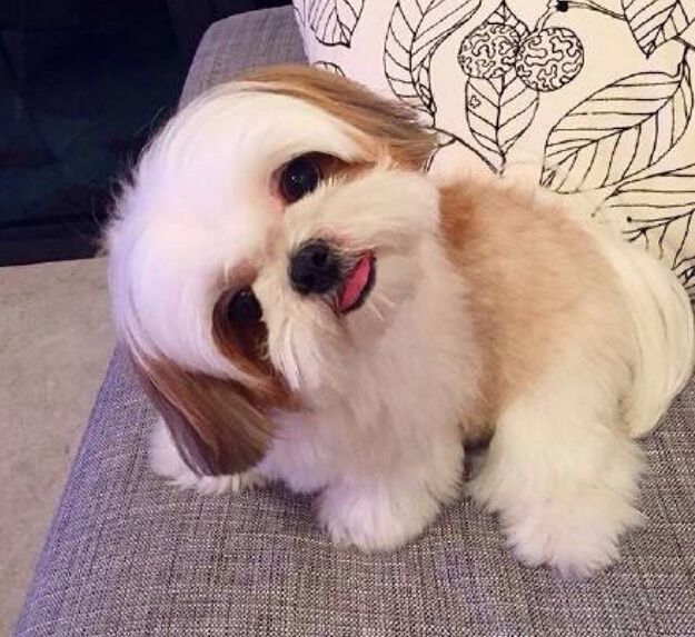 狗狗去学校训练会提高智商吗,狗狗太小对食物没认知怎么训练