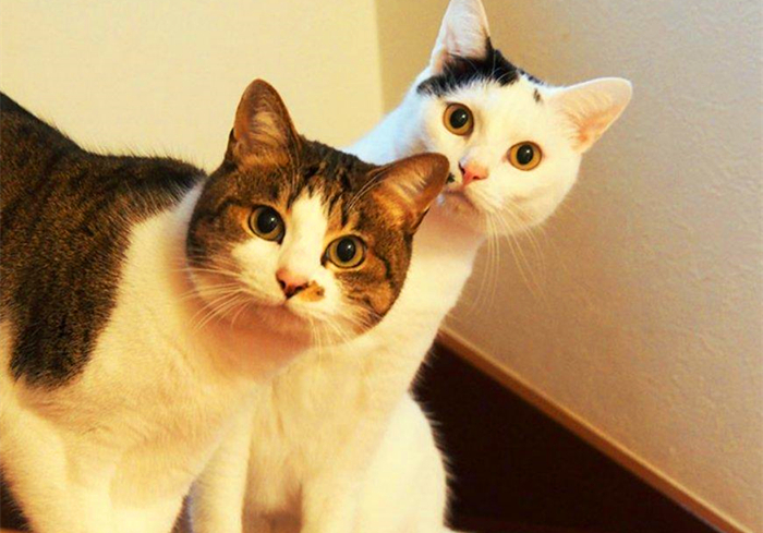 火车托运猫咪可以提前取回家吗 (大巴车托运猫咪需要注意什么)