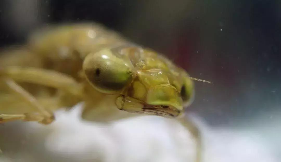 蜻蜓怎么杀死蚊子,蜻蜓是怎么吃蚊子呢