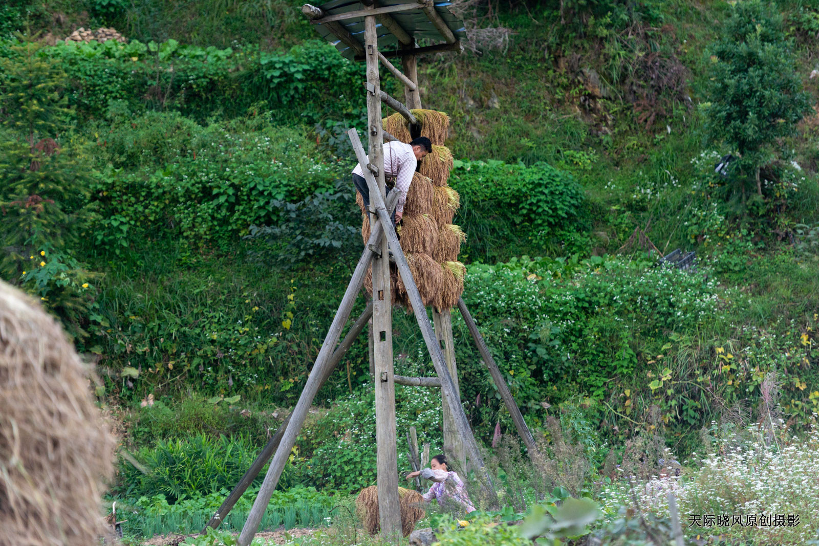十月的加榜梯田的最佳游玩时间,十月的加榜梯田图片