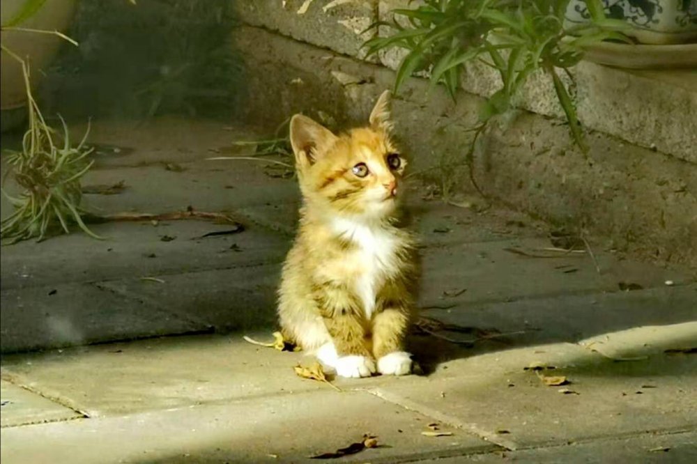 *草烟**微语丨昨夜今晨*草烟**事12.022020