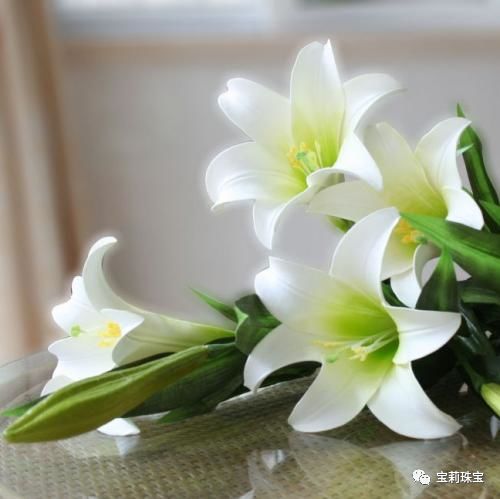 初美优选樊莉莉：百合花的养护