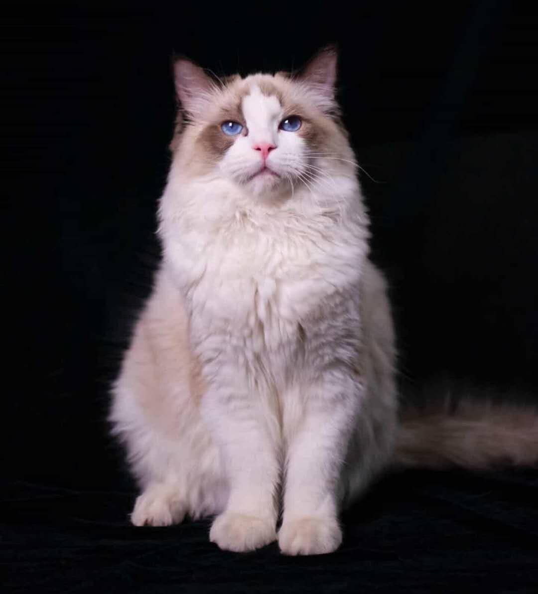 狮子大开口是很棒的销售策略,搭配帮助客户解决最后问题效果不错