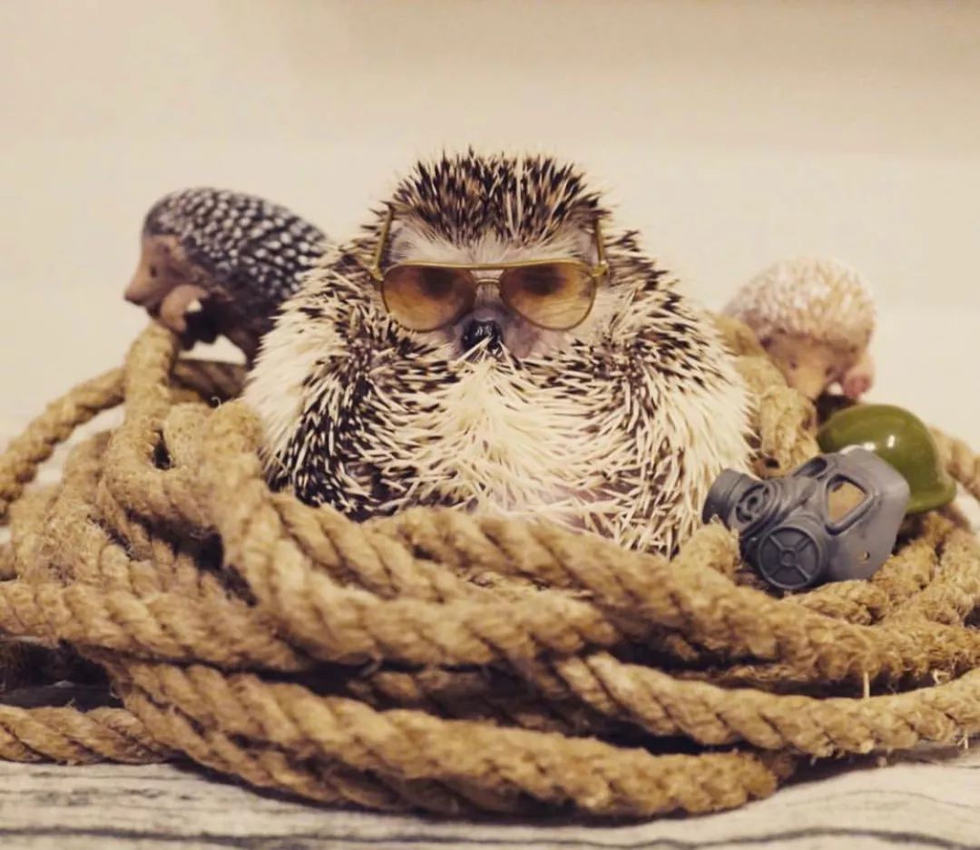 养一只戏精宠物是什么体验,养了一只小狐狸是什么体验