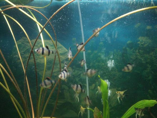 燕鱼和鹦鹉鱼混养行吗,燕鱼和虎皮