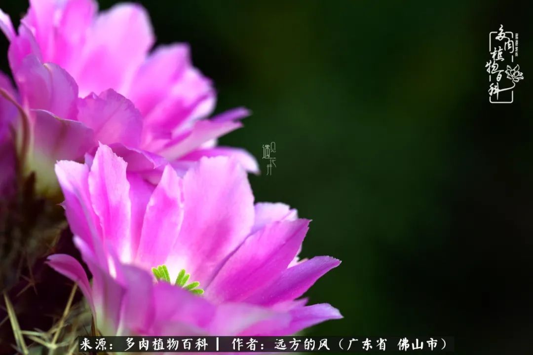 那些花儿在每个角落静静为你开着,那些花儿在每个角落静静地绽放