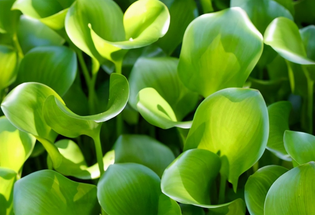 它是令人闻之色变的恶草，却不知价值珍贵，曾是名贵植物享誉世界