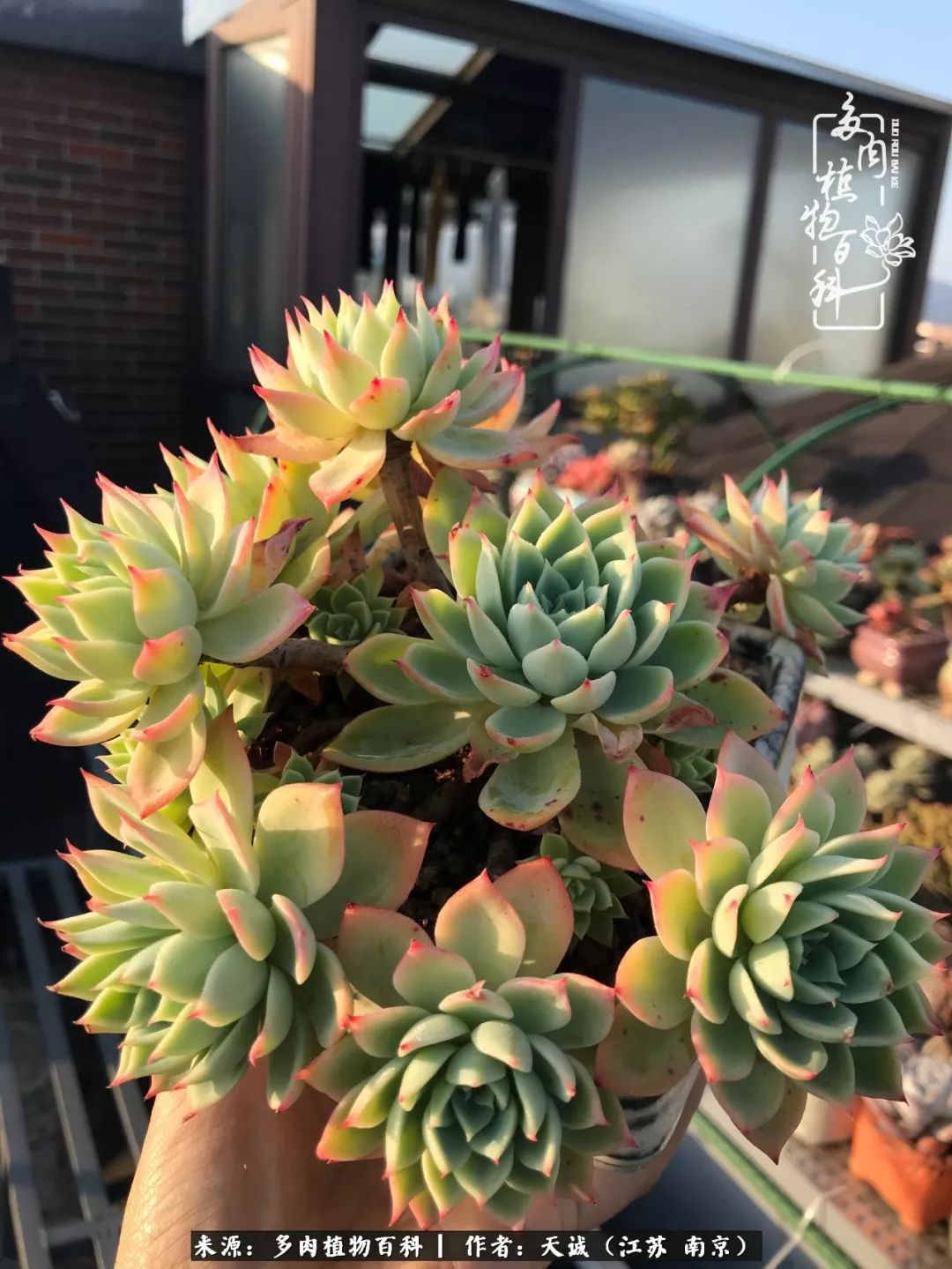 鍙拱瀵圭殑涓嶄拱璐电殑灏忔牱,鍙拱瀵圭殑涓嶄拱璐电殑鍥剧墖灞曠ず