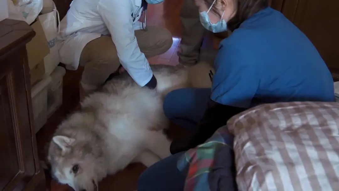 b站高分历史纪录片,2分钟一集的b站纪录片