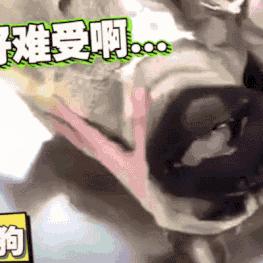 樟脑丸对宠物的危害,樟脑丸对狗有害吗