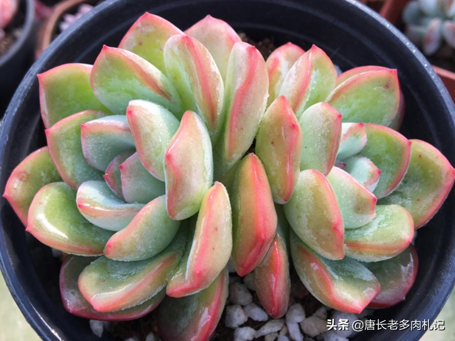 轰动和奶油泡芙是一个品种吗,轰动和奶油泡芙