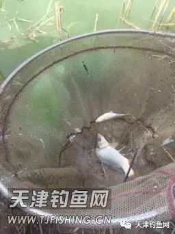 轻口鲫鱼漂如何调漂,黑坑滑口轻口鲫鱼调漂
