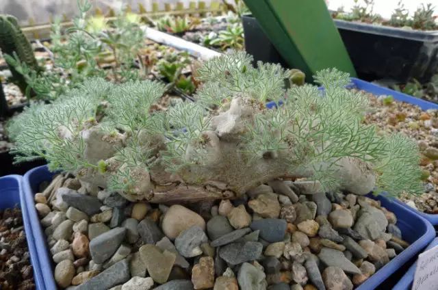 世界十大漂亮名贵花卉,植物研究世界名贵花卉