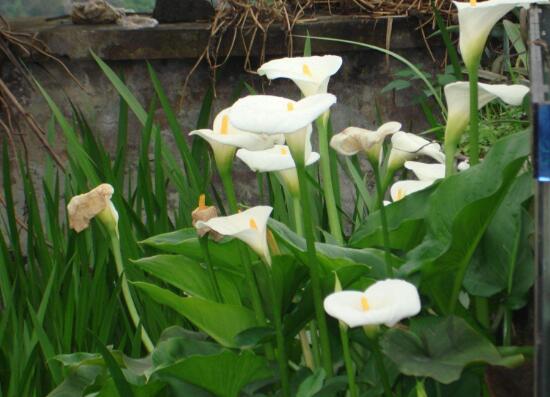 马蹄莲烂根的原因及处理方法,马蹄莲烂根了怎么处理