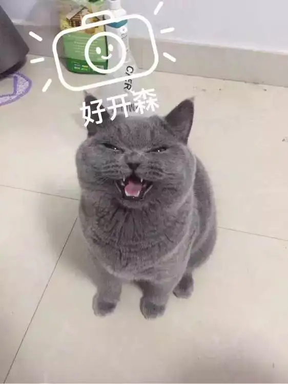 猫鼻支好玩吗,猫鼻支好了还有传染性吗
