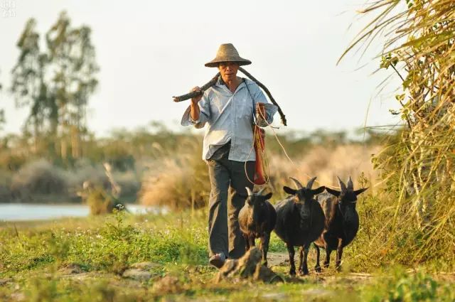 海南入秋了，先吃一口美安乳羊暖暖心