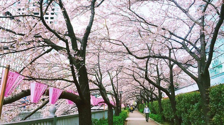 日本东京目黑川樱花,日本目黑川樱花美景