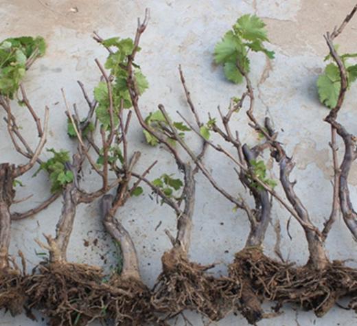 一粒葡萄籽可以长成一棵葡萄树吗,自己用葡萄籽种的葡萄树会挂果吗