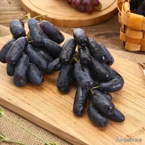 澳洲金手指提子苗,金手指蓝宝石提子