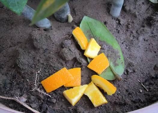 橘子皮怎么当养花肥料用,橘子皮怎么当养花肥料呢