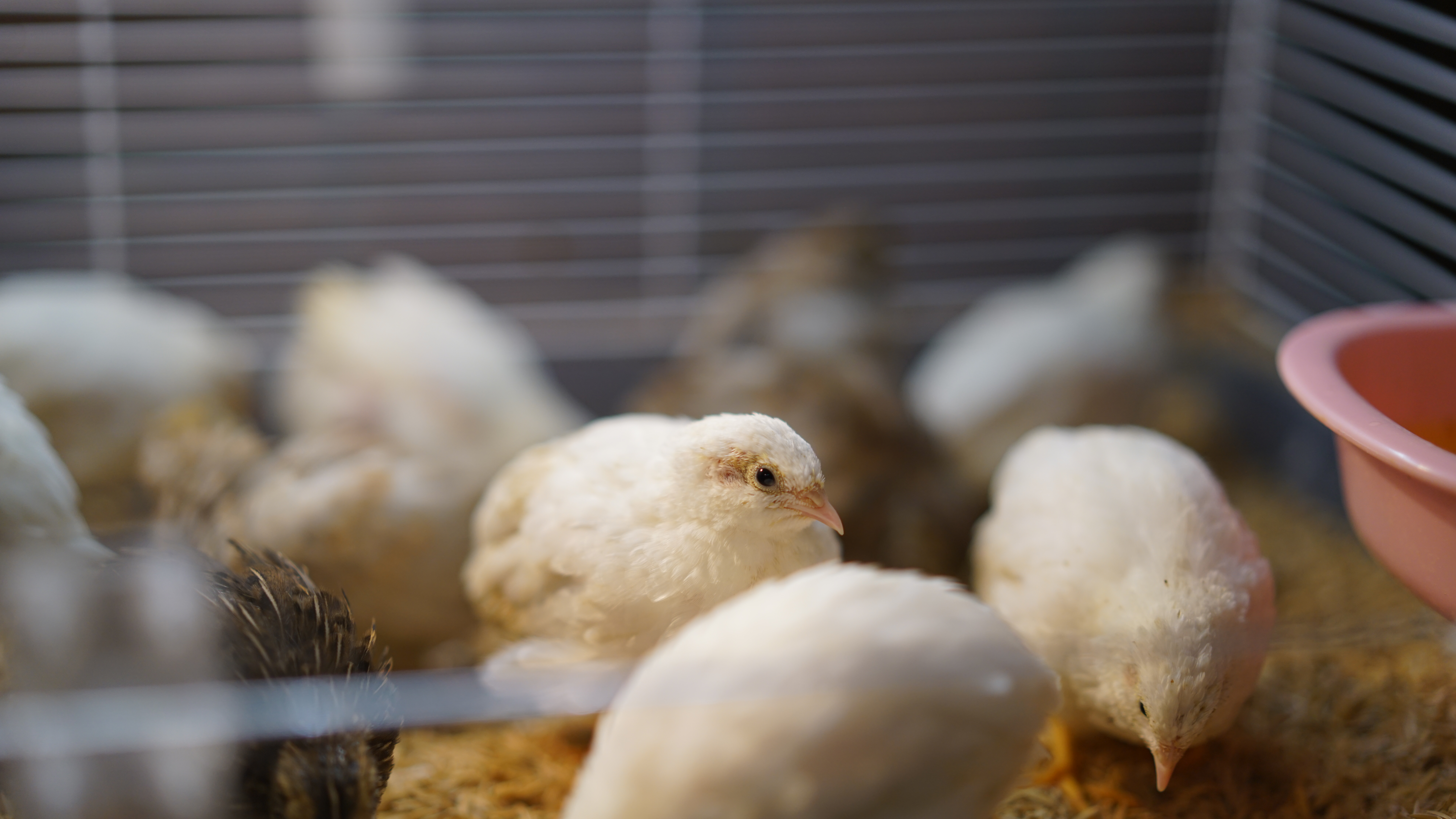 小鸡没有控温灯的情况,小鸡保温灯要一直开吗