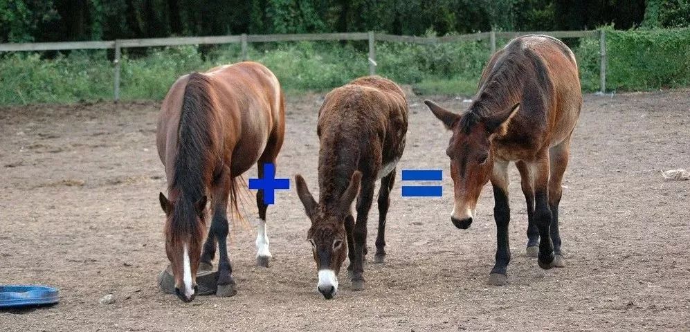 骡子无法繁衍后代的原因,骡子是什么为什么骡子不能怀孕