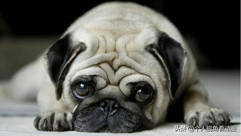 火影忍者卡卡西忍犬的照片,火影忍者中的八忍犬原型品种介绍