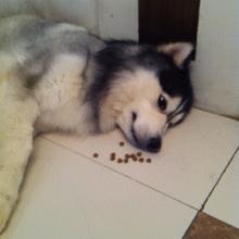 都说哈士奇不能当警犬，但有民警偏要试一试