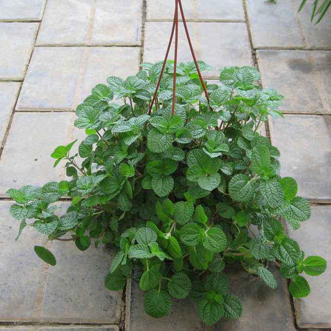 室内最理想绿植“吸毒草”的养殖方法以及注意事项