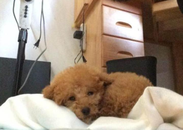 三个月泰迪大便很粗,泰迪狗狗大便先干后稀是怎么回事