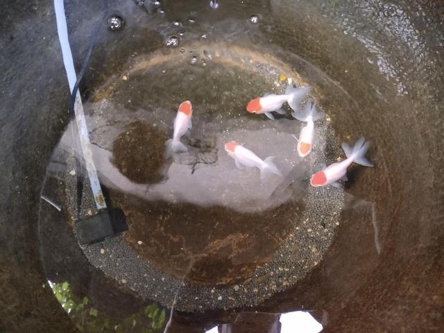 金鱼红顶虎,精品红顶虎金鱼