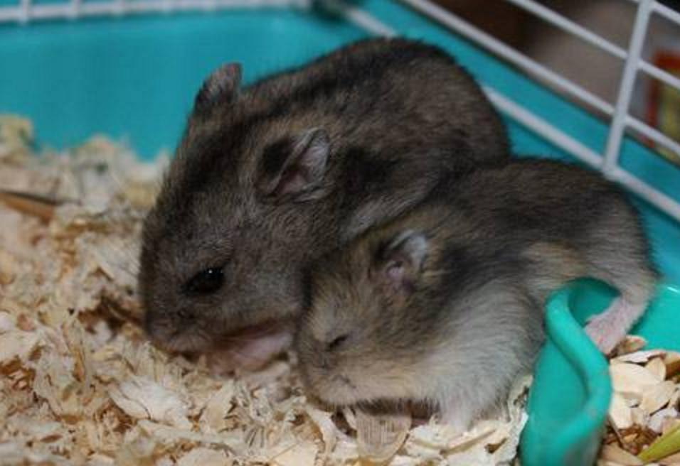 家里仓鼠生宝宝太多怎么办,家里仓鼠生宝宝了怎么办