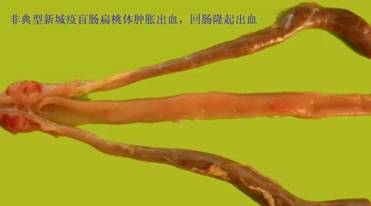 家禽常见疾病及检测方法书籍,家禽疾病如何检测