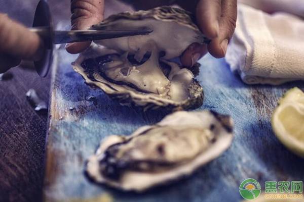 生蚝肉价格多少一斤,生蚝多少钱一斤最新价格