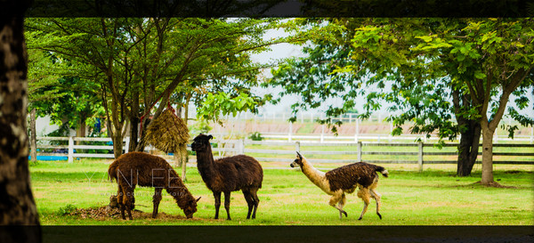 深度玩转泰国攻略,泰国游国际漫游