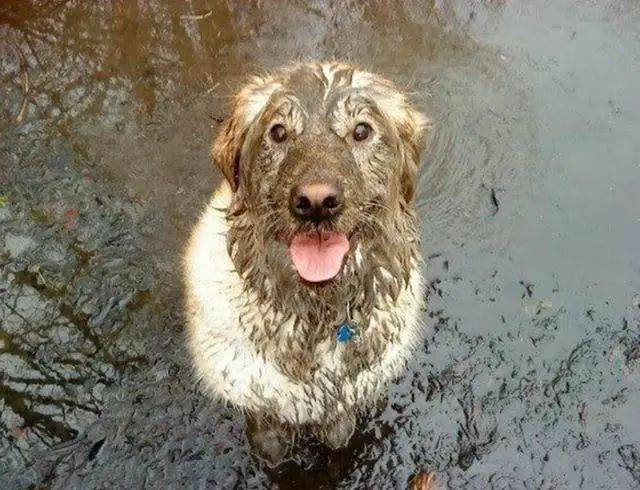 公认的无攻击性的6种狗你家有吗,什么狗忠诚攻击力高还可以养