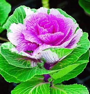 羽衣甘蓝开花图,好看的羽衣甘蓝