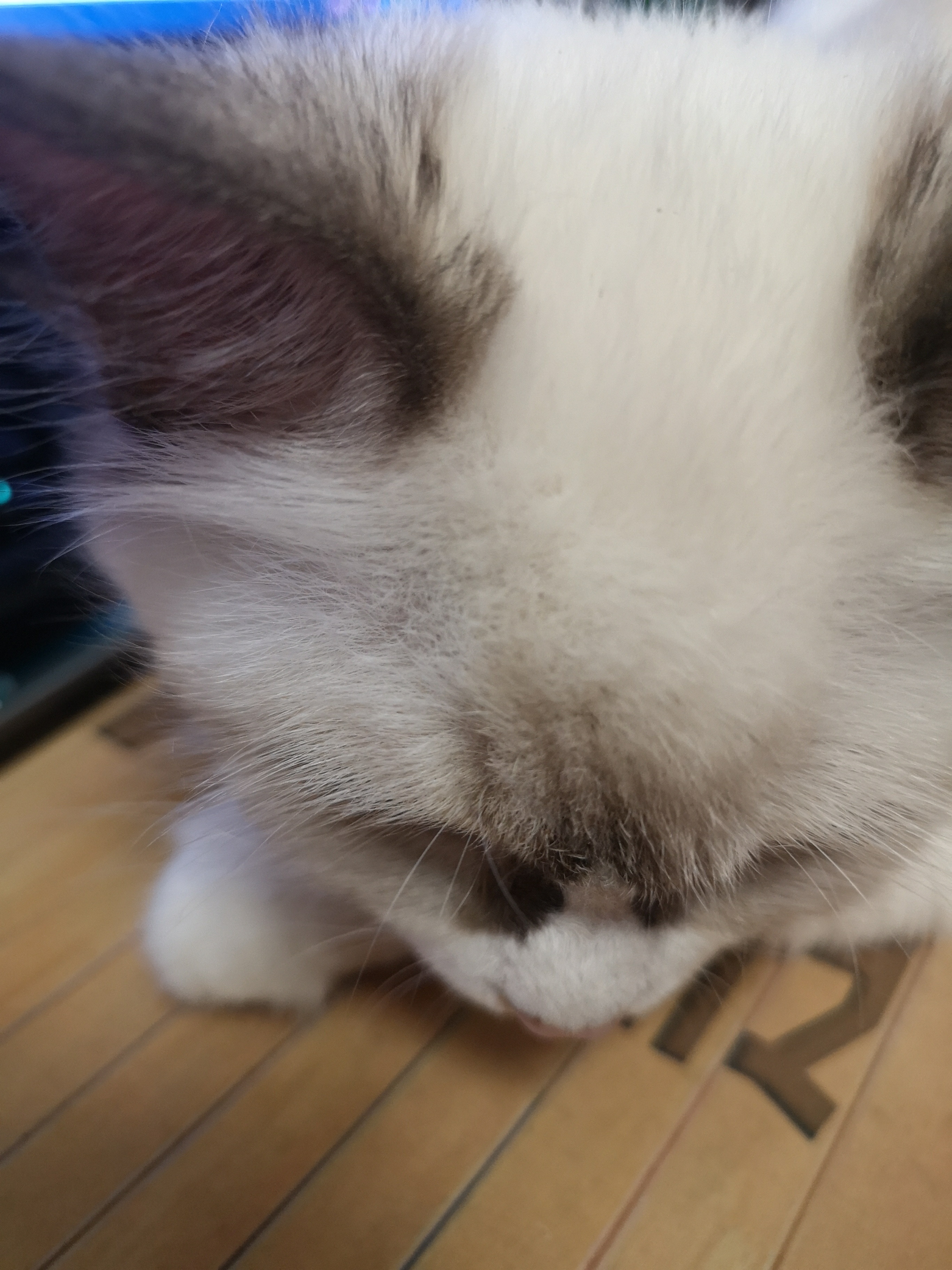 猫咪最佳繁育季节,春天来了又到了猫咪繁殖的季节