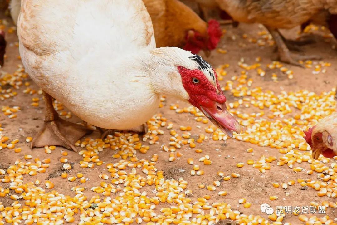 自驾29分钟到，昆明边大片红将军成熟可摘，1口糖心甜蜜又多汁