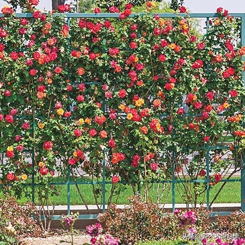 最好种植的藤本月季，种下一颗小苗，收获一片花海