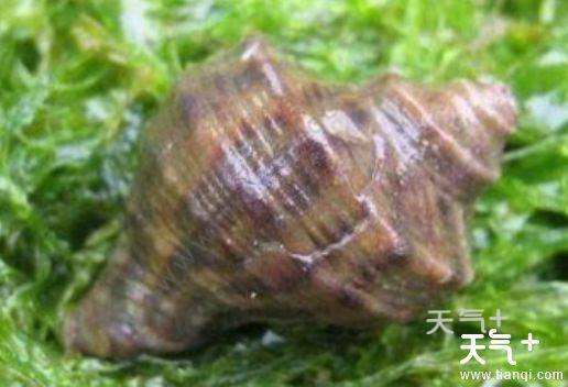 大连长海县海鲜自助,长海县海鲜预订